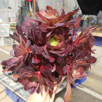 黑法师绿羊绒墨法师万圣节铜壶紫羊绒多肉植物 一物一拍 红铜壶49号6