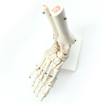 ENOVO颐诺人体高端医学1：1人体踝关节模型足关节脚关节手足外科胫腓骨下端距骨体人体运动系统骨科骨