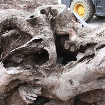 8. 山香果树瘤6坨(净重:5161千克),栎木原木1坨(净重:959千克)