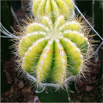 唯友 仙人球【黄银冠】自家种植的小植物 办公室 小盆栽