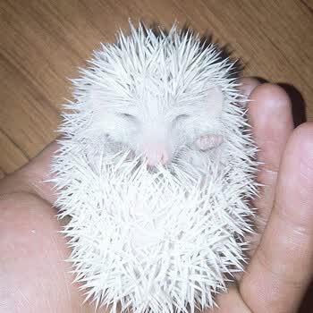 刺猬活体宠物 非洲迷你刺猬宝宝宠物活体 自家繁殖 包活 白色1只(公)