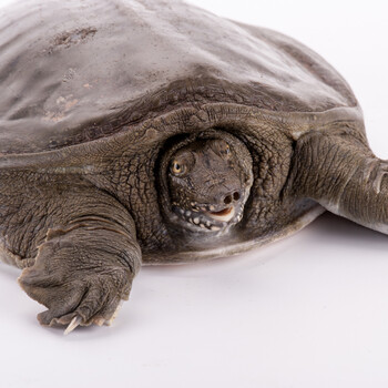 忘不了生态甲鱼外塘甲鱼老鳖水鱼王八4年足龄野外放养生态鳖