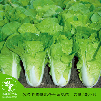金龍小白菜种子 四季快菜种子 速生快菜四季可种植生长快蔬菜种子10克