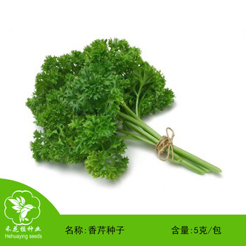 禾花楹香芹种子欧芹种子法国香菜种子旱芹菜种子芹菜种子耐寒洋芫荽蔬菜种子可生食配菜香芹菜种籽香芹种子 禾花楹香芹种子欧芹种子法国香菜种子旱芹菜种子芹菜种子耐寒洋芫荽蔬菜种子可生食配菜香芹菜种籽香芹种子