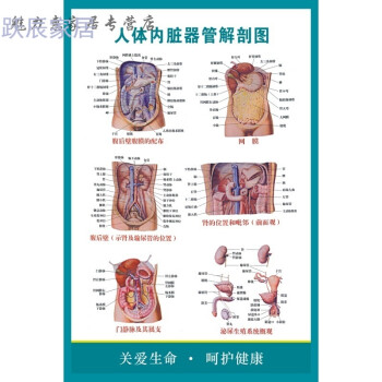 人體臟器結構醫院掛圖人體內臟器管解剖圖醫學知識位置分佈圖海報日用