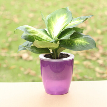 仟草集水培植物粉黛万年青盆栽植办公室内客厅观叶植物花卉盆栽粉黛