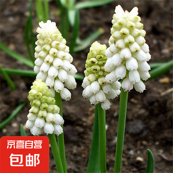 花卉 鳥尾花盆栽花苗四季開花好養耐熱陽臺庭院開花植物花卉多年帶