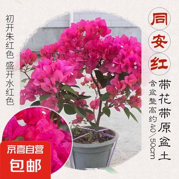 花卉图5 五角梅花卉图专题模板-五角梅花卉图图片素材下载-我图网