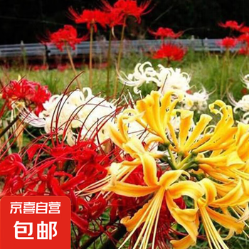彼岸花　2024WS公認球２個セット 彼岸花 2024WS公認球2個セット 彼岸花种球包邮- 京东