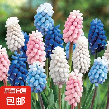 室外花卉植物图片- 京东