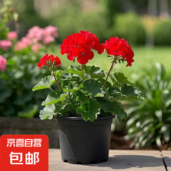 天竺葵 星光天竺葵#月光天竺葵#垂葉天竺葵花期長，秋冬春季開花。