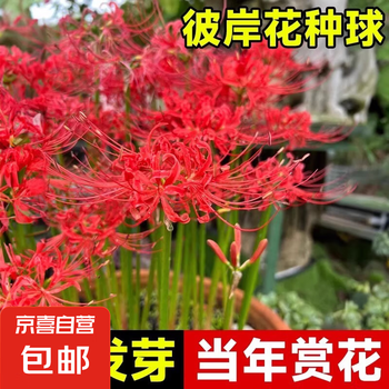 精選品種彼岸花種球耐寒進口曼珠沙華四季常青四季易種植彼岸花