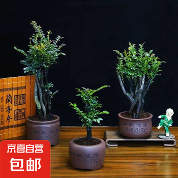紫檀木盆栽价格报价行情- 京东