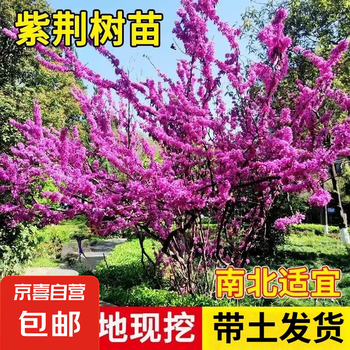 室外花卉植物图片- 京东