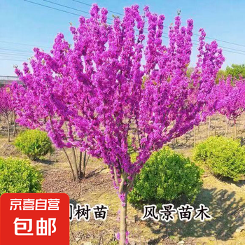 室外花卉植物图片- 京东
