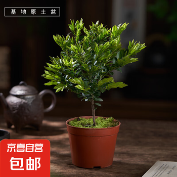 紫檀木盆栽品牌及商品- 京东
