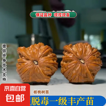 文玩核桃树价格报价行情- 京东