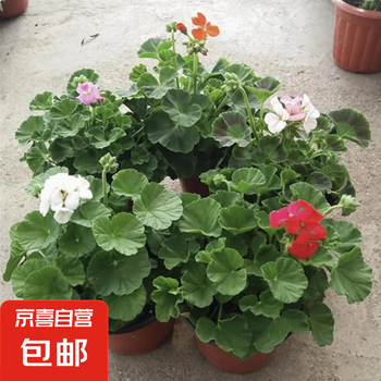 天竺葵盆栽价格报价行情- 京东