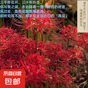 彼岸花　2024WS公認球２個セット 彼岸花様専用 2024WS公認球2個セット - メルカリ
