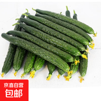 茄瓜 圣纳茜斯黄瓜茄果瓜类品牌及商品- 京东