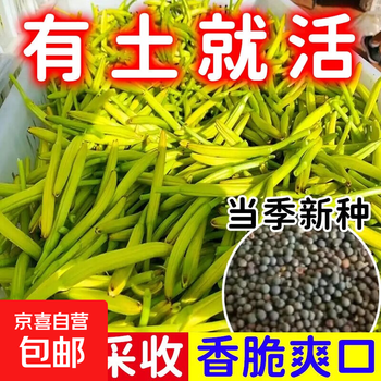 种黄花菜- 京东