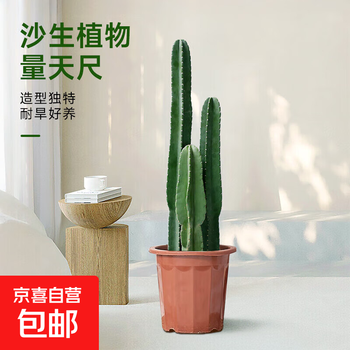 仙人柱量天尺- 京东
