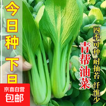 青鸡毛菜价格报价行情- 京东