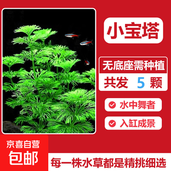 水草宝塔价格报价行情- 京东