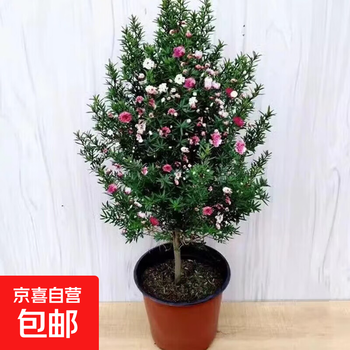 松红梅品牌及商品- 京东