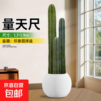 天然 素材 極上 寿老人 仙人688グラム ʙɪᴢᴀʀʀᴇ ᴘʟᴀɴᴛ ｜ 碧厳玉Gymnocalycium castellanosii ssp