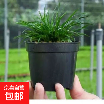 藍釉開片八方鉢 盆栽 多肉菖蒲盆栽 植木鉢 景德镇 装饰品 工艺品 置物 O1CN01Y4cUPL1HtJZLlpo1I_!!