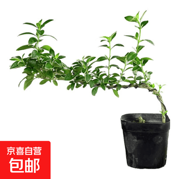 悬崖盆景品牌及商品- 京东