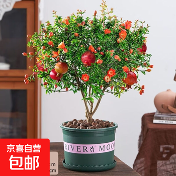 盆栽石榴盆景价格图片精选- 京东