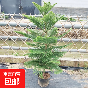 杉树盆栽型号规格- 京东