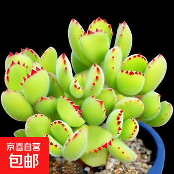 熊童子 多肉植物 多肉植物熊童子每天认识一款多肉- 知乎