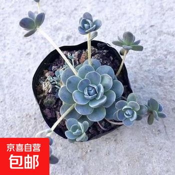 多肉植物s9 S9アガベ 多肉植物 笹の雪 ダルマ笹の雪 濃白