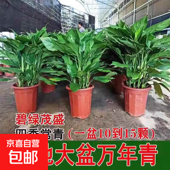 薄雪万年青价格报价行情- 京东