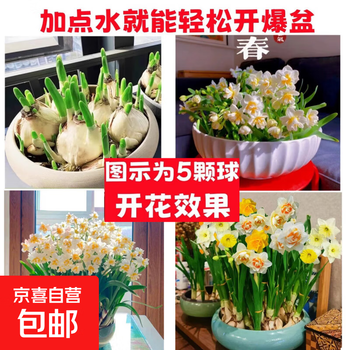水仙球特大价格报价行情- 京东