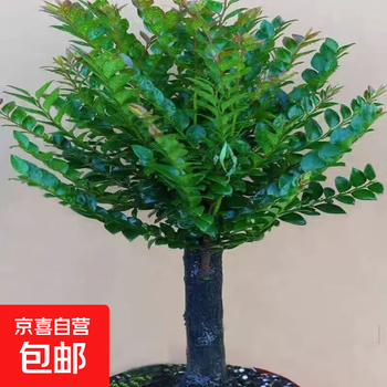 小叶紫檀树盆景价格报价行情- 京东