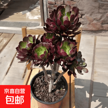 法师多肉价格报价行情- 京东