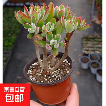 法师多肉品牌及商品- 京东