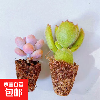熊童子 多肉植物 熊童子多肉植物价格报价行情- 京东