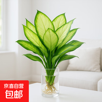 万年青　富国殿 植物盆栽万年青品牌及商品- 京东