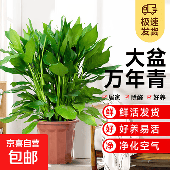 薄雪万年青价格报价行情- 京东