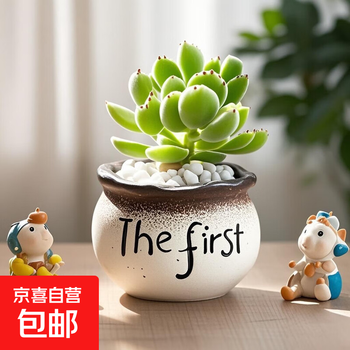 多肉熊童子价格报价行情- 京东