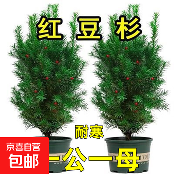 杉树盆栽型号规格- 京东