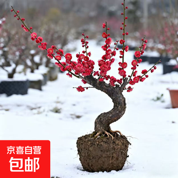 红梅盆栽价格报价行情- 京东