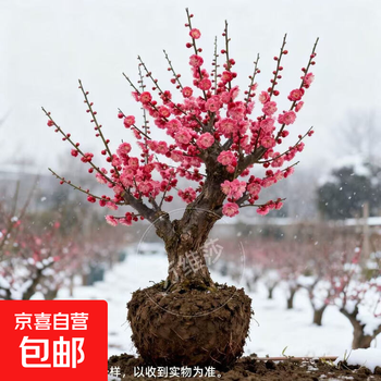 红梅盆栽价格报价行情- 京东