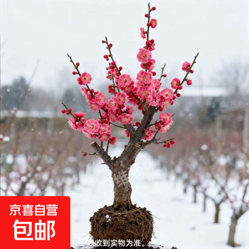 红梅盆栽价格报价行情- 京东