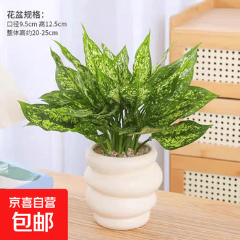 植物盆栽万年青品牌及商品- 京东